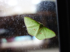 Tanaoctenia haliaria