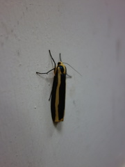 Chrysorabdia vilemani