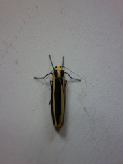 Chrysorabdia vilemani