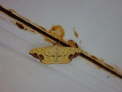 Botyodes principalis