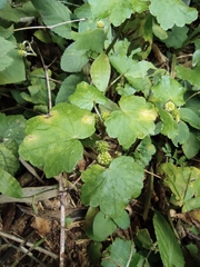 Hydrocotyle nepalensis