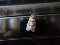 Cyana subalba