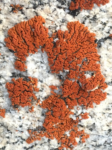 Caloplaca saxicola image