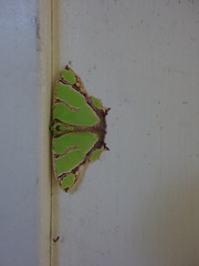 Agathia magnificentia