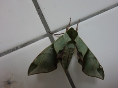 Callambulyx tatarinovii