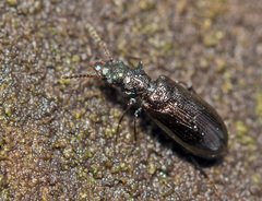 Rabocerus gabrieli