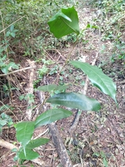 Brosimum alicastrum