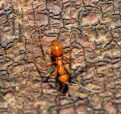 Notoncus spinisquamis