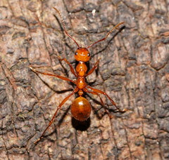 Notoncus spinisquamis