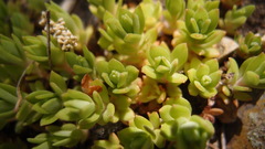 Sedum sarmentosum