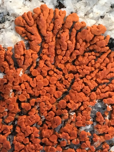Rock Jewel Lichen