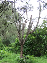 Isolatocereus dumortieri