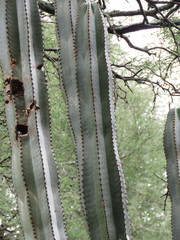 Isolatocereus dumortieri