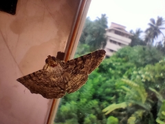 Polydesma boarmoides