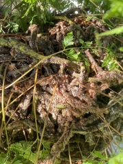 Davallia denticulata