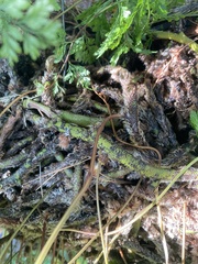 Davallia denticulata