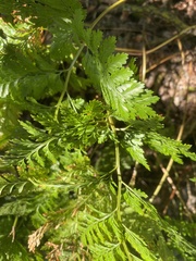 Davallia denticulata