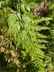 Davallia denticulata