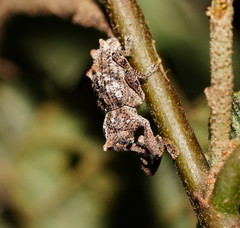 Orthorhinus