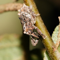 Orthorhinus