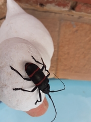 Ceroplesis orientalis