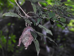 Calligaster himalayensis