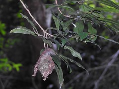 Calligaster himalayensis