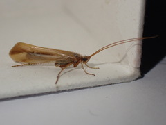 Limnephilus vittatus