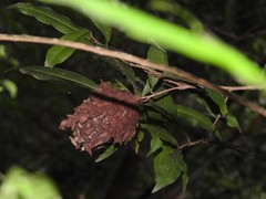 Calligaster himalayensis