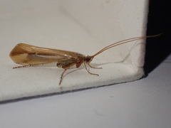 Limnephilus vittatus