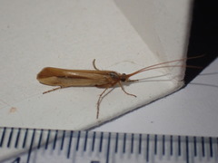 Limnephilus vittatus
