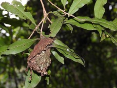 Calligaster himalayensis