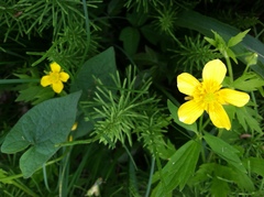 Ranunculus hispidus nitidus