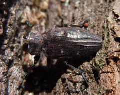 Chrysobothris affinis