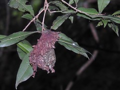 Calligaster himalayensis