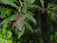 Calligaster himalayensis