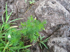 Tagetes filifolia