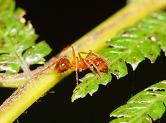 Notoncus spinisquamis