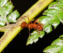 Notoncus spinisquamis