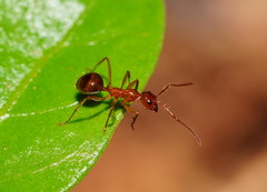 Notoncus spinisquamis