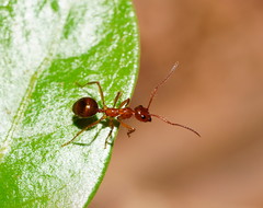 Notoncus spinisquamis