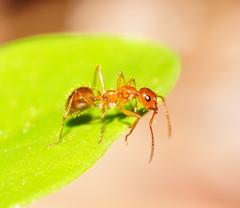 Notoncus spinisquamis