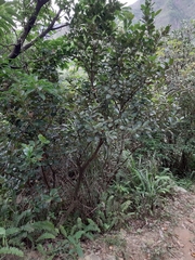 Itea