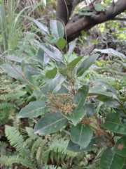 Itea