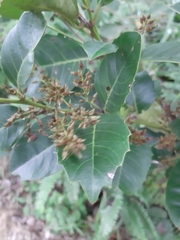 Itea
