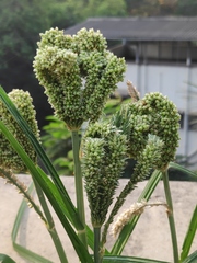 Eleusine coracana