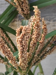 Eleusine coracana