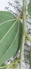 Haplothrips