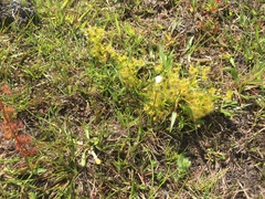 Drosera hookeri