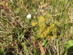 Drosera hookeri